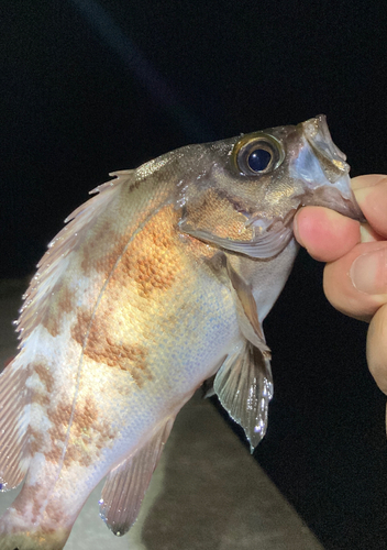 メバルの釣果