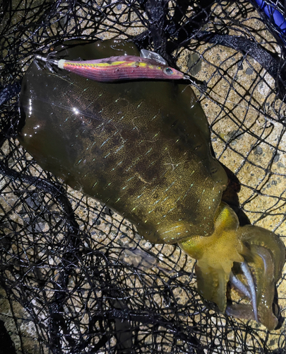 アオリイカの釣果