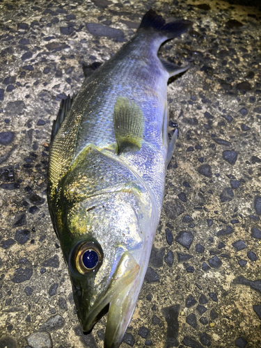 セイゴ（マルスズキ）の釣果