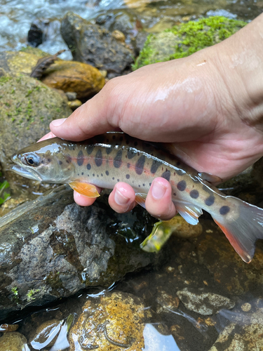 ヤマメの釣果