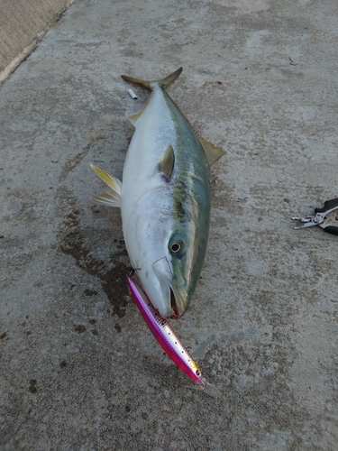 イナダの釣果