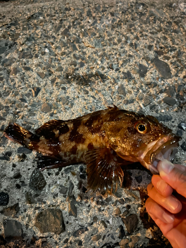 ガシラの釣果