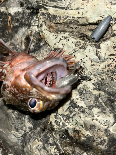 アラカブの釣果