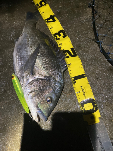 チヌの釣果