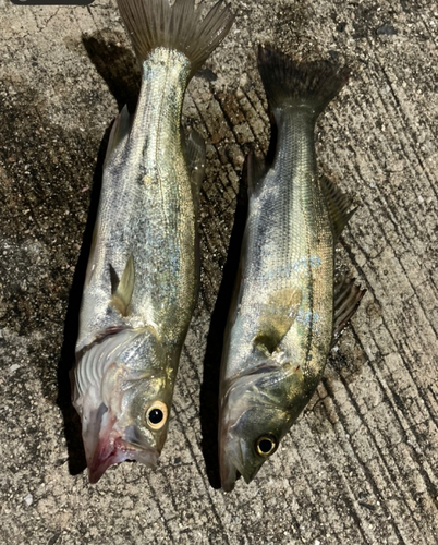 セイゴ（マルスズキ）の釣果