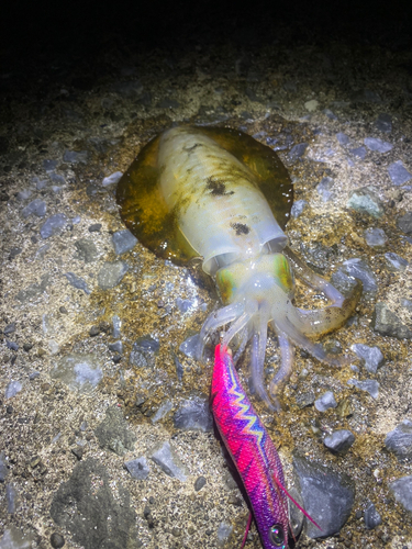 アオリイカの釣果