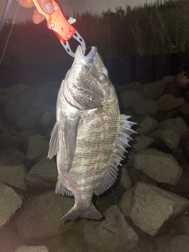 チヌの釣果