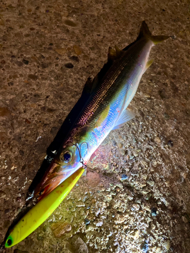 カマスの釣果