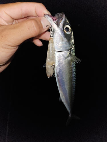 ショゴの釣果