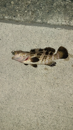 チャイロマルハタの釣果