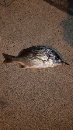 キビレの釣果