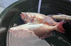 マダイの釣果