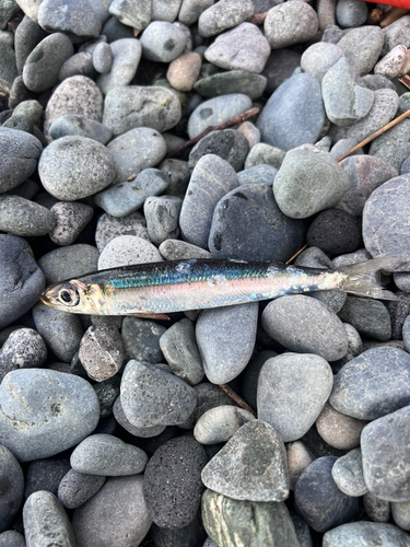 イワシの釣果