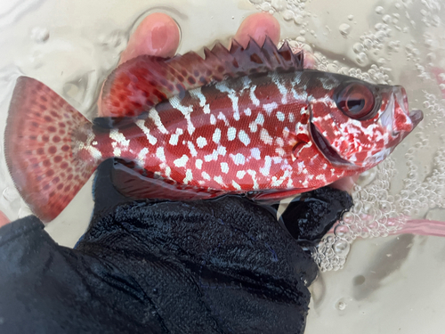 ゴマヒレキントキの釣果