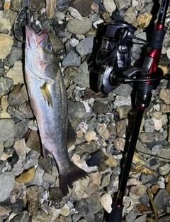 シーバスの釣果