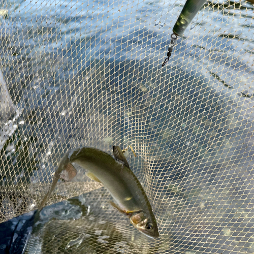 アユの釣果