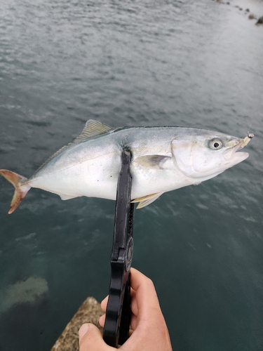 ワカシの釣果