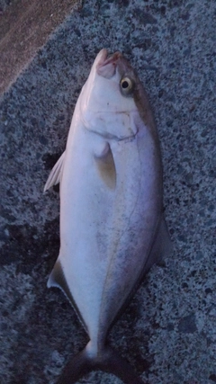 ショゴの釣果