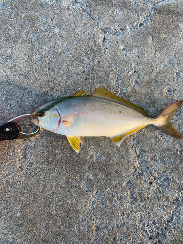 ショゴの釣果