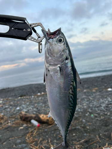 片浜海岸