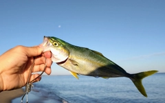 ツバスの釣果