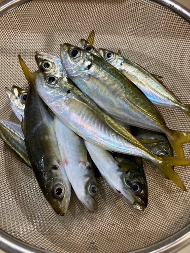 アジの釣果