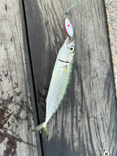 サバの釣果