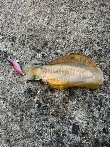 鹿児島湾