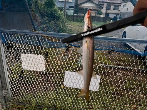 カマスの釣果