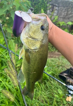 ラージマウスバスの釣果