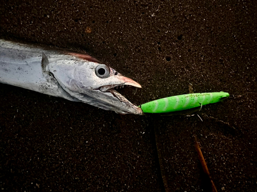 タチウオの釣果