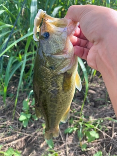 ラージマウスバスの釣果