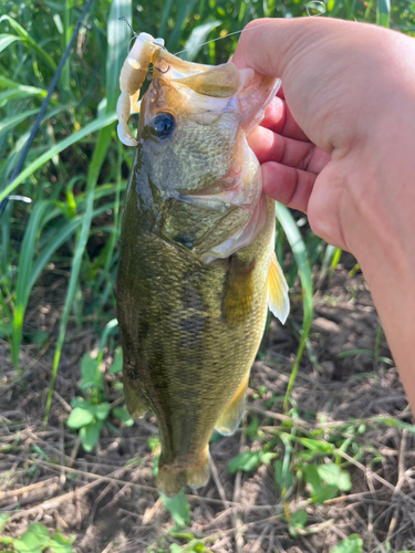 ラージマウスバスの釣果