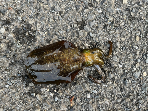 アオリイカの釣果