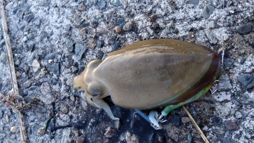 コウイカの釣果