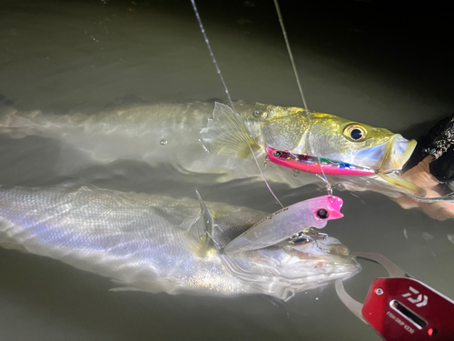 シーバスの釣果