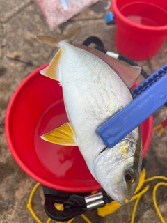 シオの釣果