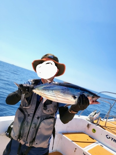 カツオの釣果