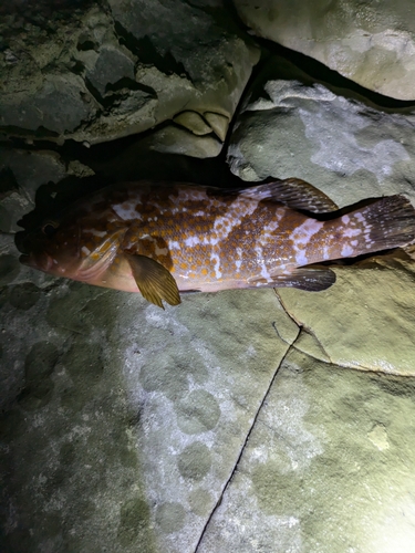 キジハタの釣果