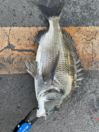 クロダイの釣果