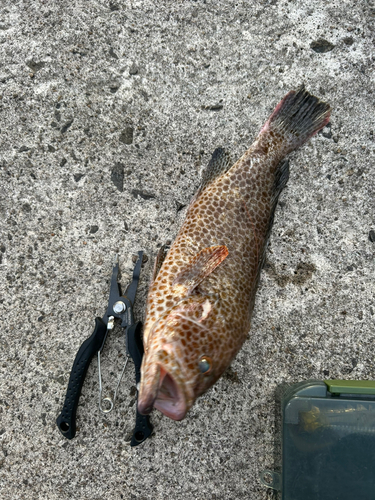 オオモンハタの釣果