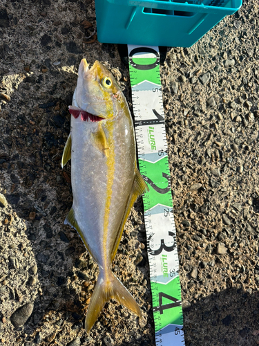 シオの釣果