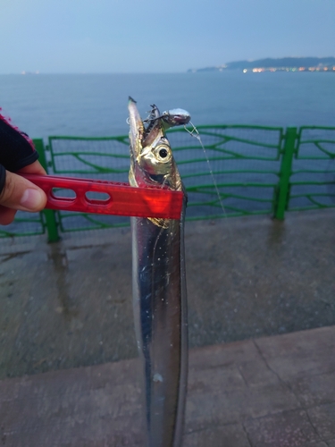 タチウオの釣果