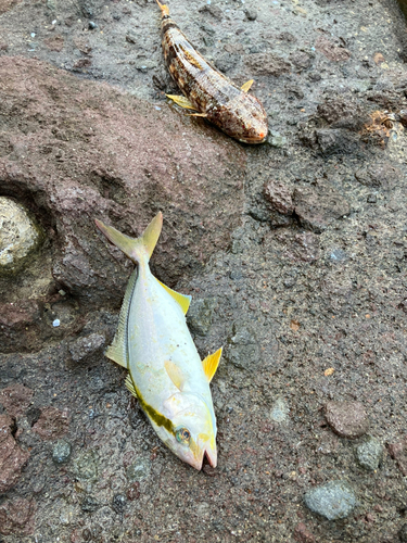 ショゴの釣果