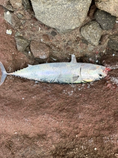 ソウダガツオの釣果