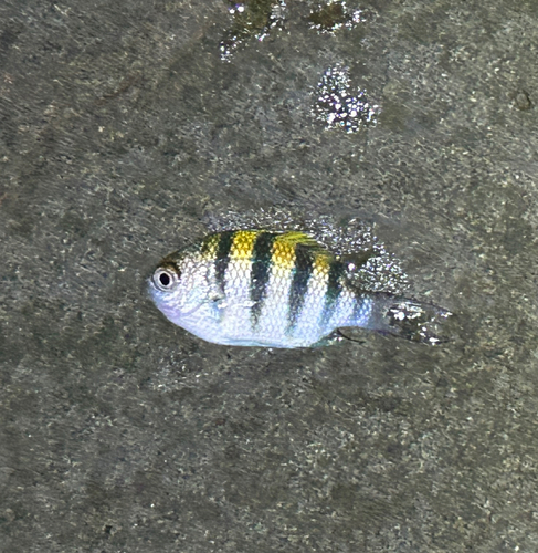 オヤビッチャの釣果