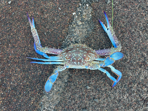 タイワンガザミの釣果