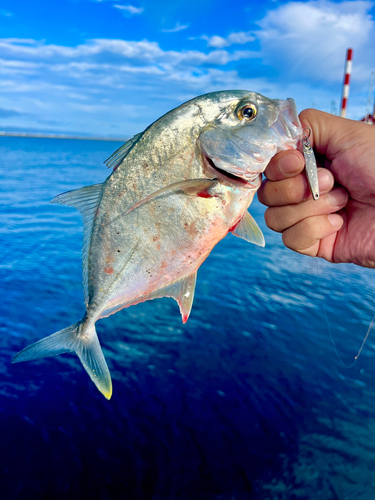 メッキの釣果