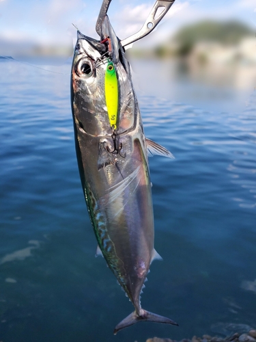 マルソウダの釣果