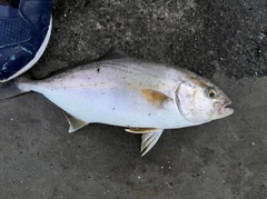 ショゴの釣果